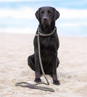 Dog leads & collars