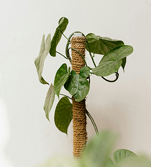 Supports for climbing plants