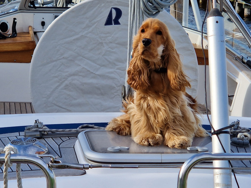 boat-image